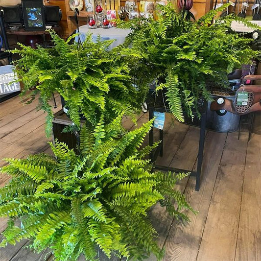 Last Day 49% OFF--UV Resistant Lifelike Artificial Boston Fern