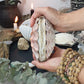 Abalone shell/Lion’s Paw shell/Scallop Shell journal