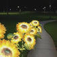 🌻Factory Direct Sales 49% Off !- 🌞Solar LED Sunflower Garden Lights🌻