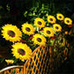 🌻Factory Direct Sales 49% Off !- 🌞Solar LED Sunflower Garden Lights🌻